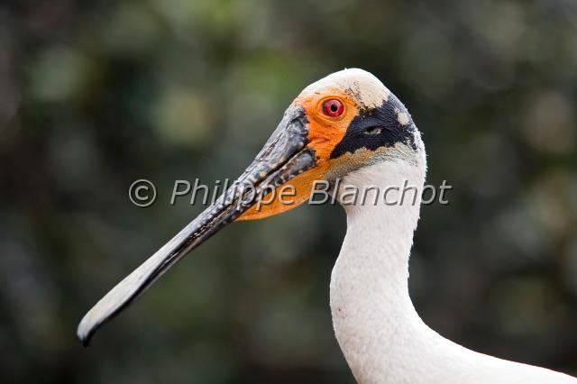 platalea ajaja.JPG - Spatule roséeRoseate SpoonbilPelecaniformes, ThreskiornithidaeCité des Arts et des Sciences de Valencia, Espagne